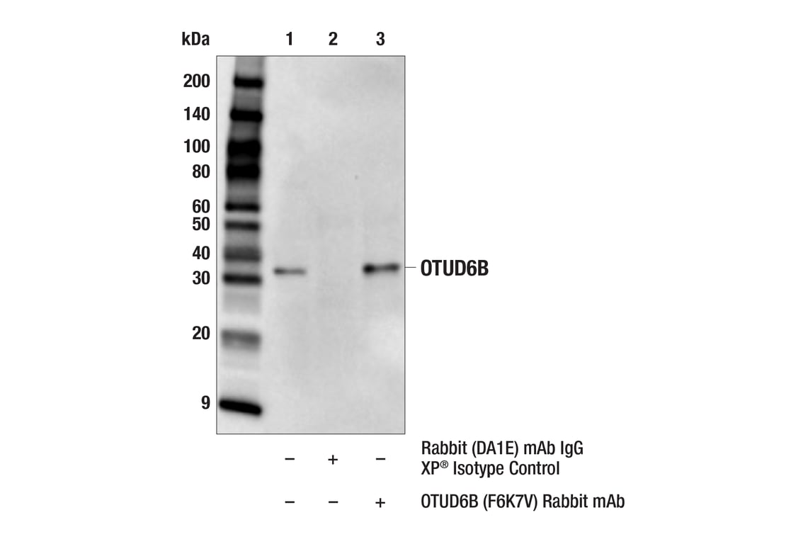 Immunoprecipitation Image 1: OTUD6B (F6K7V) Rabbit Monoclonal Antibody