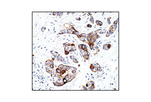 Immunohistochemistry Image 2: Phospho-mTOR (Ser2448) (49F9) Rabbit Monoclonal Antibody (BSA and Azide Free)