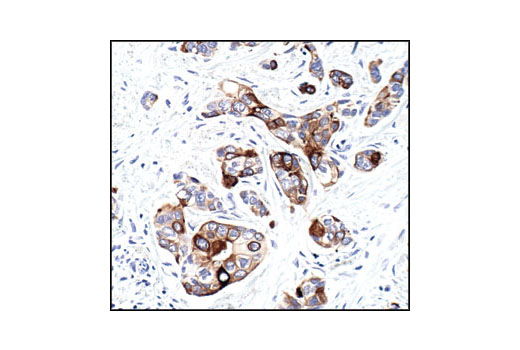 Immunohistochemistry Image 2: Phospho-mTOR (Ser2448) (49F9) Rabbit mAb (BSA and Azide Free)