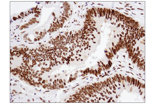 Immunohistochemistry Image 2: ATF-2 (D4L2X) Rabbit Monoclonal Antibody (BSA and Azide Free)
