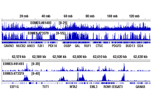 undefined Image 57: Human Exhausted T Cell Antibody Sampler Kit