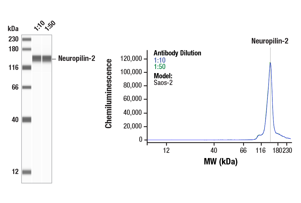 Western Blotting Image 1: Neuropilin-2 (E5Q2G) Rabbit Monoclonal Antibody