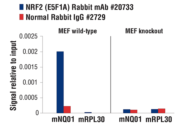 Chromatin Immunoprecipitation Image 1: NRF2 (E5F1A) Rabbit Monoclonal Antibody