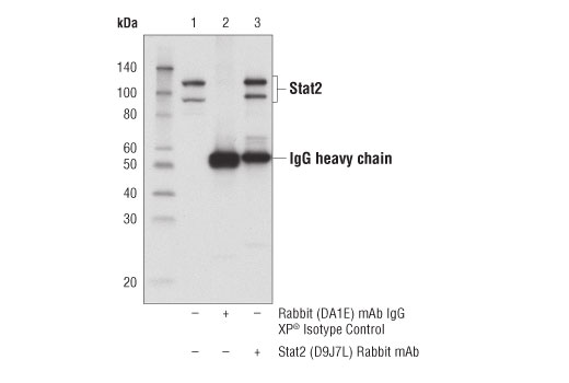 undefined Image 13: Stat Antibody Sampler Kit II