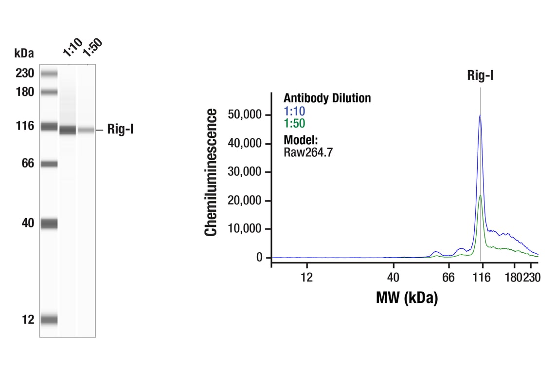 undefined Image 24: Rig-I Pathway Antibody Sampler Kit