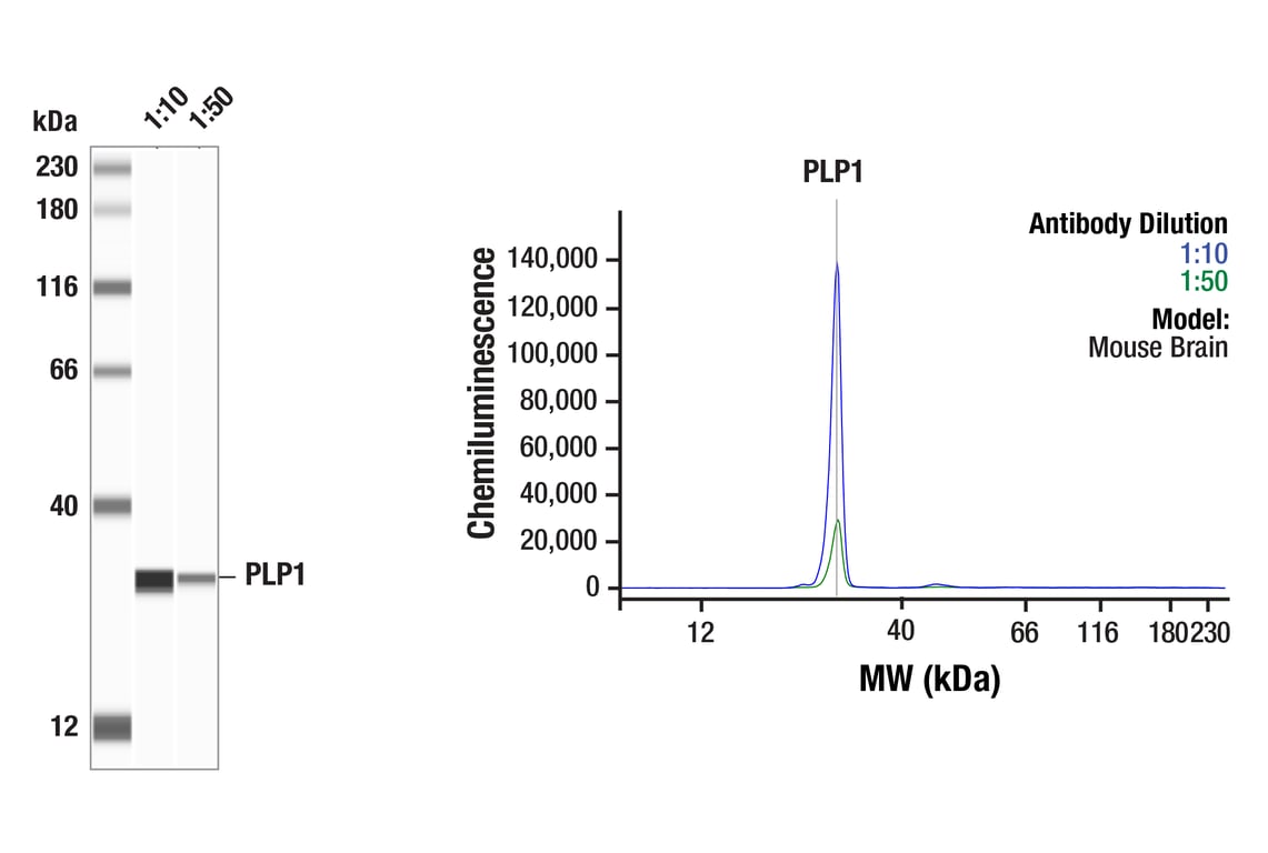 Western Blotting Image 1: PLP1 (E9V1N) Rabbit Monoclonal Antibody