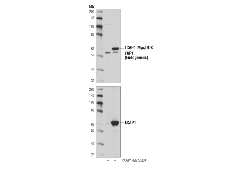 Western Blotting Image 2: CAP1 (D2K3J) Rabbit Monoclonal Antibody