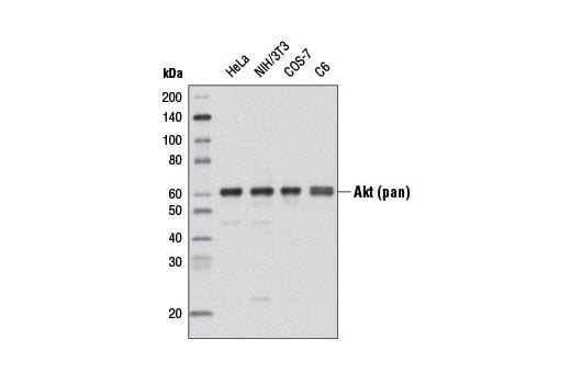 Western Blotting Image 1: Akt (pan) (C67E7) Rabbit mAb (Biotinylated)