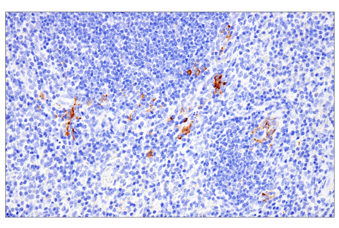 undefined Image 26: Presynaptic Vesicle Cycle Antibody Sampler Kit