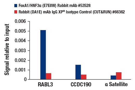 CUT & RUN Image 3: FoxA1/HNF3 alpha (E7E8W) Rabbit Monoclonal Antibody