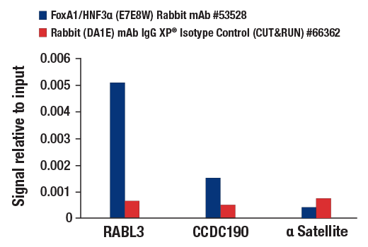 CUT & RUN Image 3: FoxA1/HNF3α (E7E8W) Rabbit mAb