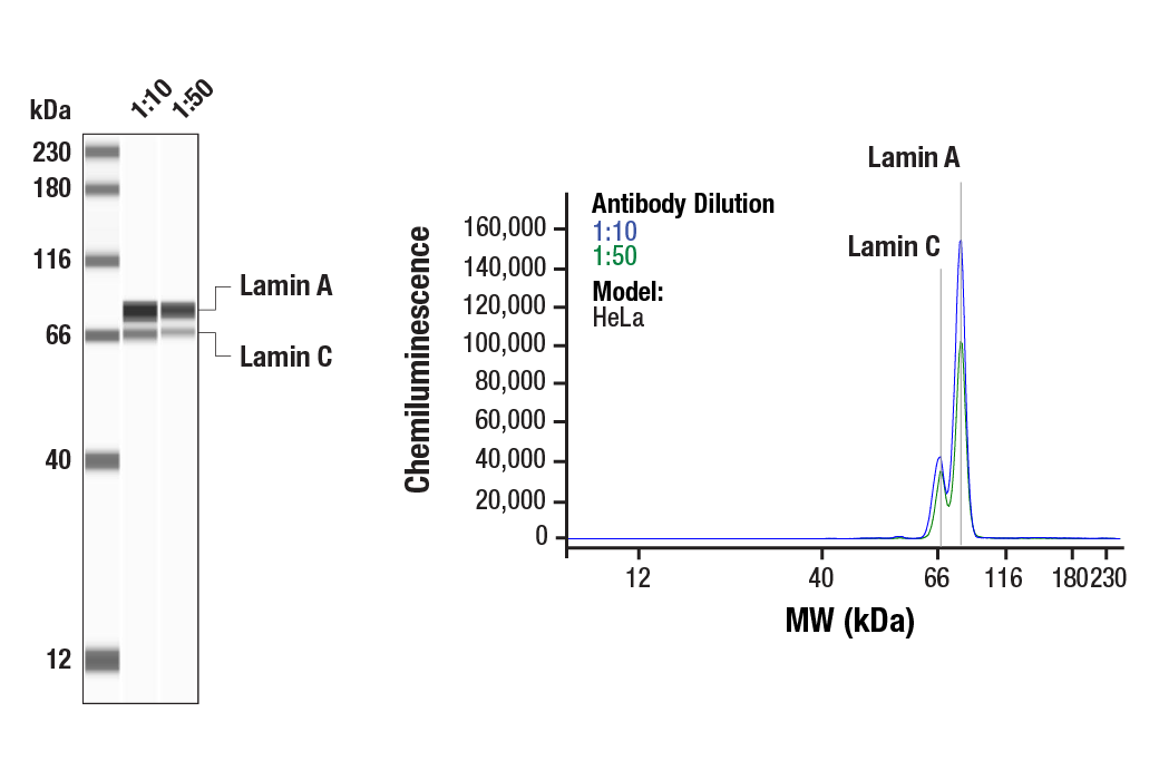 Lamin A/C (4C11) Mouse mAb | Cell Signaling Technology