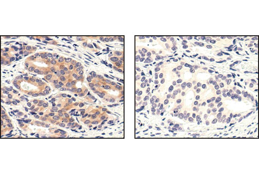 Immunohistochemistry Image 2: Phospho-MEK1/2 (Ser221) (166F8) Rabbit Monoclonal Antibody (BSA and Azide Free)