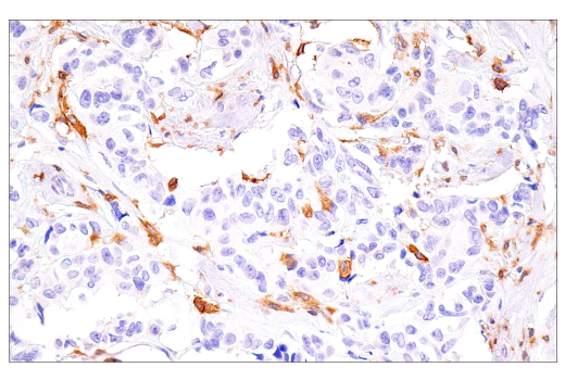 Immunohistochemistry Image 3: DAP12 (E8P9U) Rabbit Monoclonal Antibody (BSA and Azide Free)