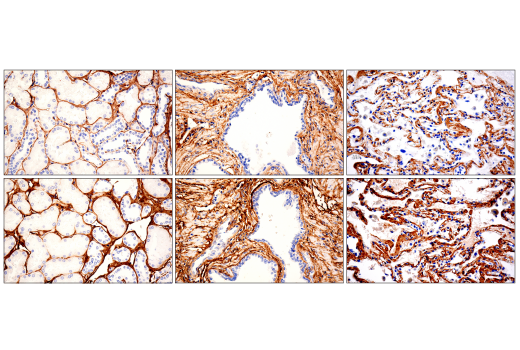Immunohistochemistry Image 2: Hydroxyproline Antibody
