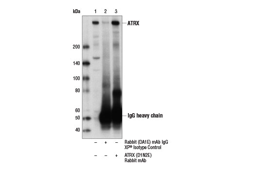 Immunoprecipitation Image 1: ATRX (D1N2E) Rabbit Monoclonal Antibody