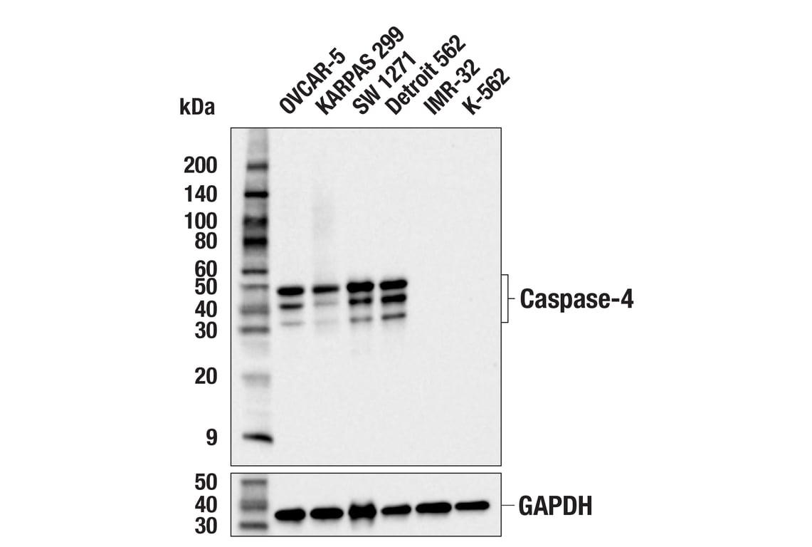 Western Blotting Image 2: Caspase-4 (F4T9L) Rabbit Monoclonal Antibody