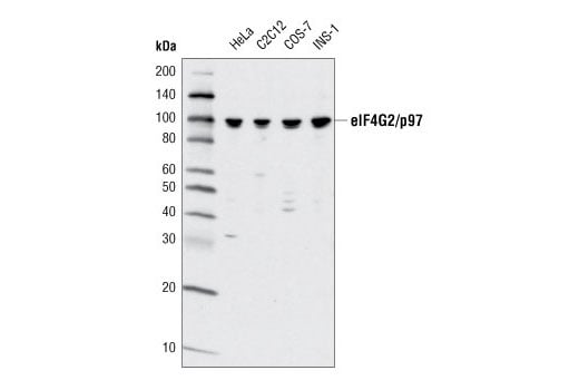 Western Blotting Image 1: eIF4G2/p97 (D88B6) XP<sup>®</sup> Rabbit mAb