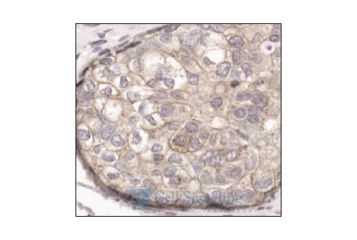 Immunohistochemistry Image 1: Cortactin Antibody