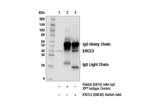 Immunoprecipitation Image 1: XRCC3 (E9X4D) Rabbit Monoclonal Antibody