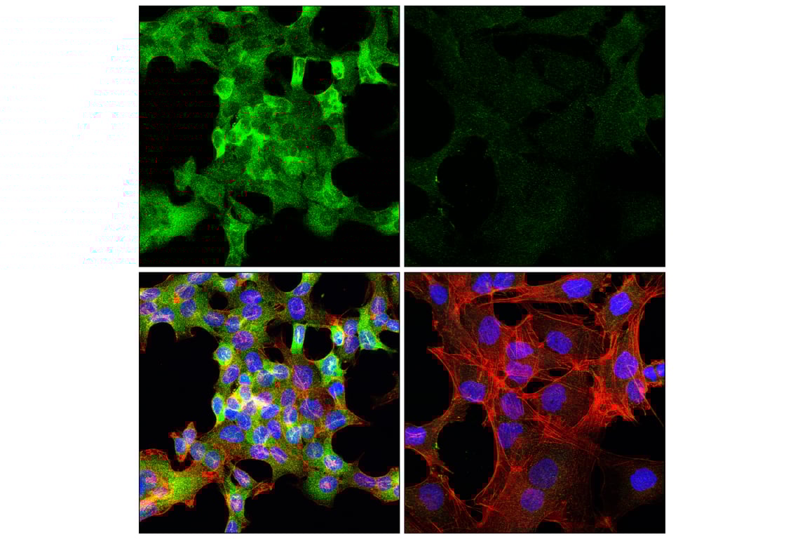 Immunofluorescence Image 1: GCLC (E2Y7D) Rabbit Monoclonal Antibody