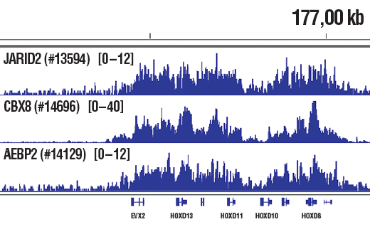 Chromatin Immunoprecipitation Image 1: CBX8 (D2O8C) Rabbit Monoclonal Antibody