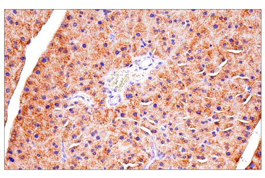 Immunohistochemistry Image 6: Maoa (E3L3B) Rabbit Monoclonal Antibody