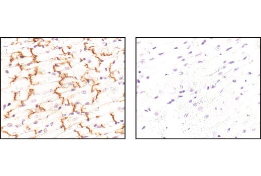 Immunohistochemistry Image 2: Connexin 43 Antibody