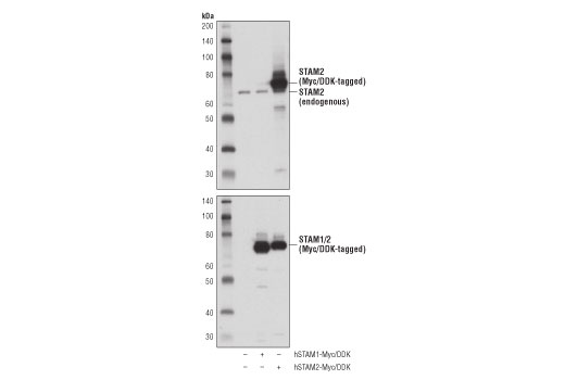 Western Blotting Image 2: STAM2 (D8B3G) Rabbit Monoclonal Antibody