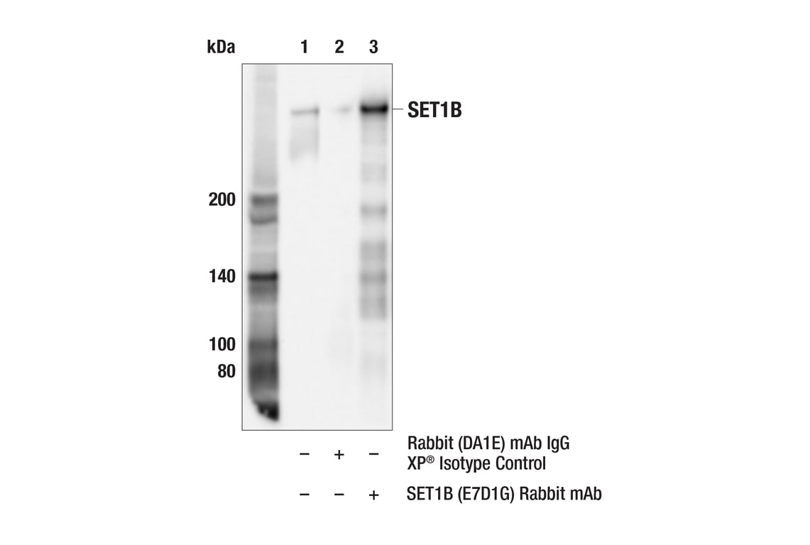 Immunoprecipitation Image 1: SET1B (E7D1G) Rabbit Monoclonal Antibody