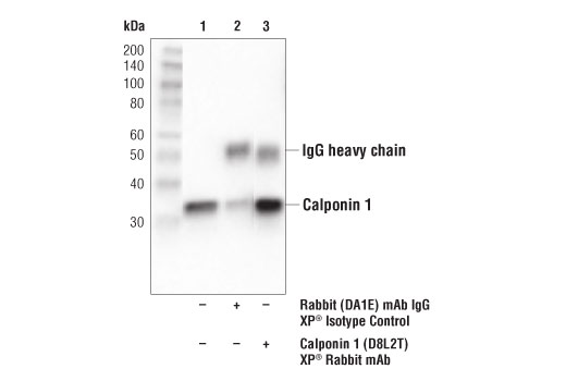 Immunoprecipitation Image 1: Calponin 1 (D8L2T) Rabbit Monoclonal Antibody
