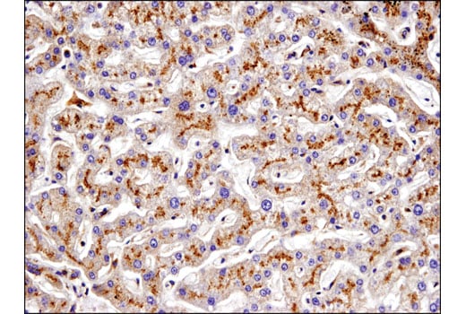 Immunohistochemistry Image 2: IGF-II Receptor/CI-M6PR (D8Z3J) Rabbit Monoclonal Antibody