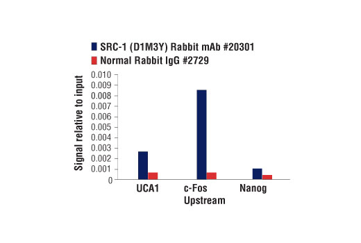 Chromatin Immunoprecipitation Image 1: SRC-1 (D1M3Y) Rabbit Monoclonal Antibody