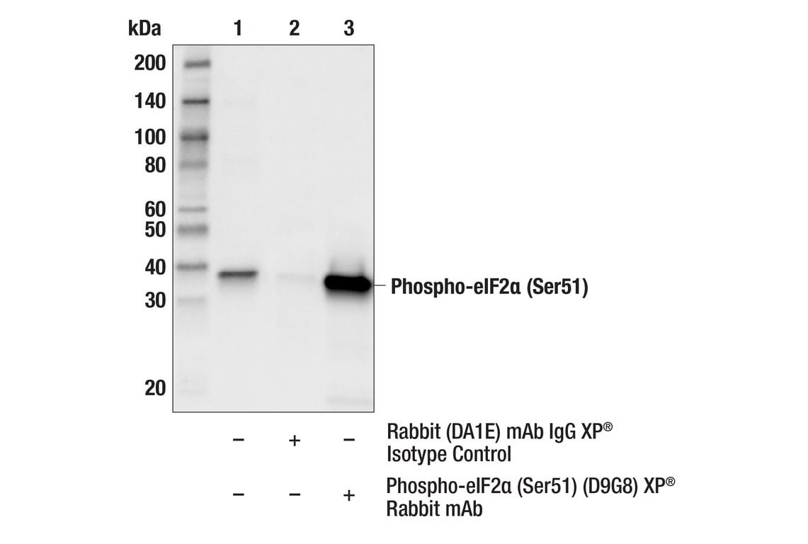 undefined Image 3: Phospho-eIF2 alpha (Ser51) (D9G8) Rabbit Monoclonal Antibody