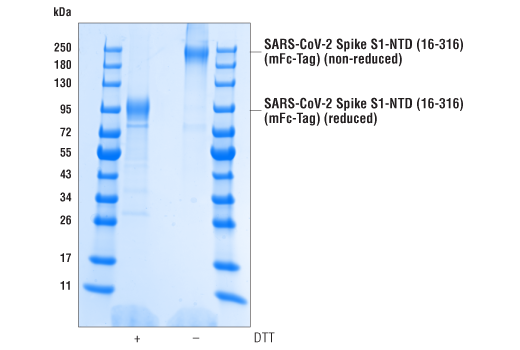 SARS-CoV-2 Spike S1-NTD (16-316) Recombinant Protein (mFc-Tag): Image 1