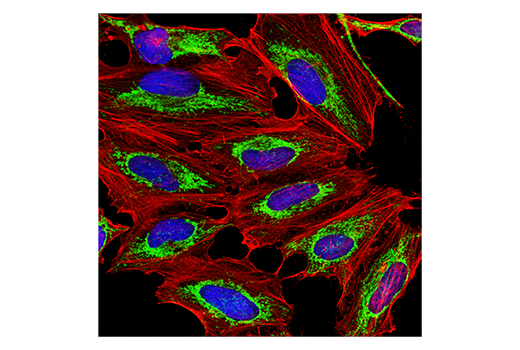 Immunofluorescence Image 1: COX IV (3E11) Rabbit Monoclonal Antibody (BSA and Azide Free)