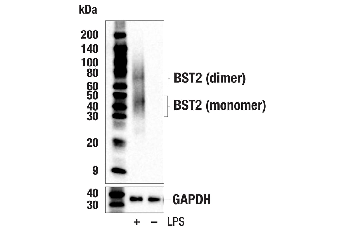 Western Blotting Image 2: BST2 (E5D1Z) Rabbit Monoclonal Antibody
