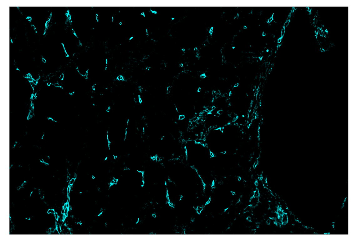 Immunohistochemistry Image 5: CD141/Thrombomodulin (E7Y9P) & CO-0088-594 SignalStar<sup>™</sup> Oligo-Antibody Pair