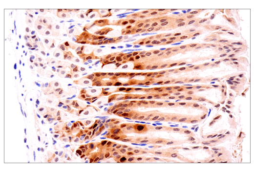 Immunohistochemistry Image 5: CDK2 (E8J9T) Rabbit Monoclonal Antibody