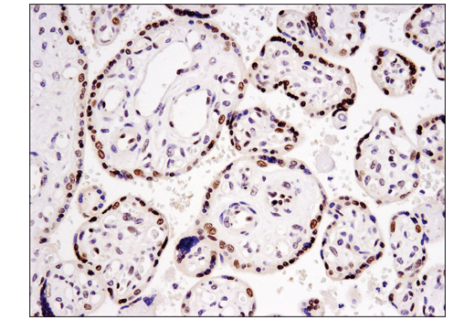 Immunohistochemistry Image 3: DNMT3A (D23G1) Rabbit Monoclonal Antibody