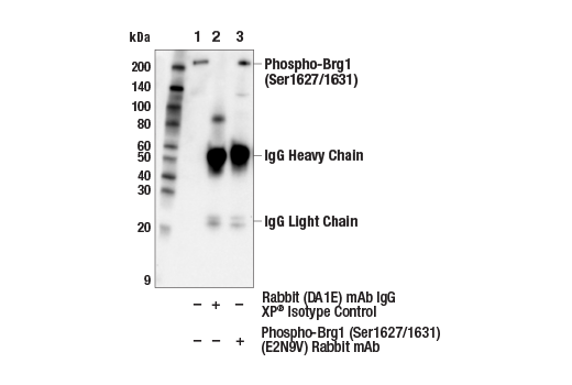 Immunoprecipitation Image 1: Phospho-Brg1 (Ser1627/1631) (E2N9V) Rabbit Monoclonal Antibody