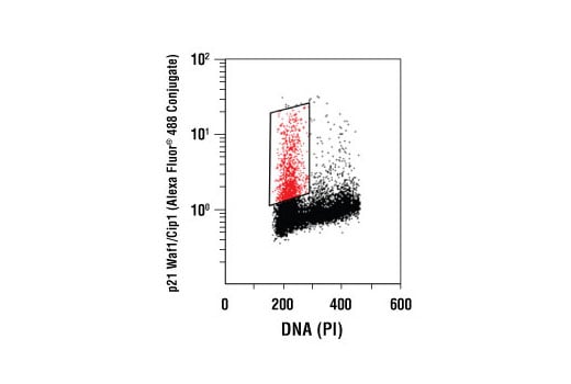 Flow Cytometry Image 1: p21 Waf1/Cip1 (12D1) Rabbit Monoclonal Antibody (Alexa Fluor<sup>®</sup> 488 Conjugate)