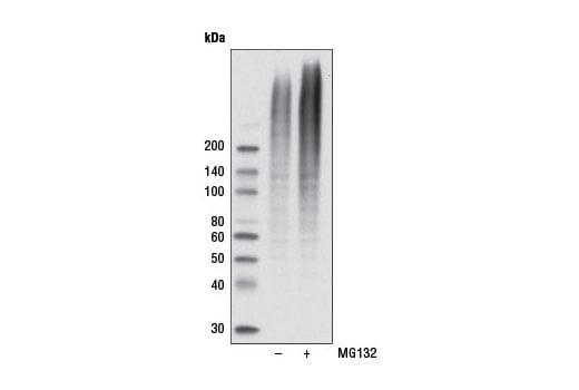 undefined Image 10: Branched Ubiquitin Antibody Sampler Kit