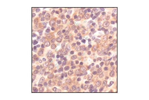 Immunohistochemistry Image 3: APS Antibody