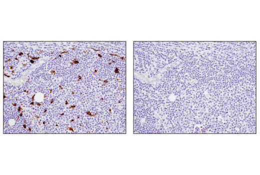 Immunohistochemistry Image 1: TIM-4 (D3W4F) Rabbit Monoclonal Antibody (BSA and Azide Free)