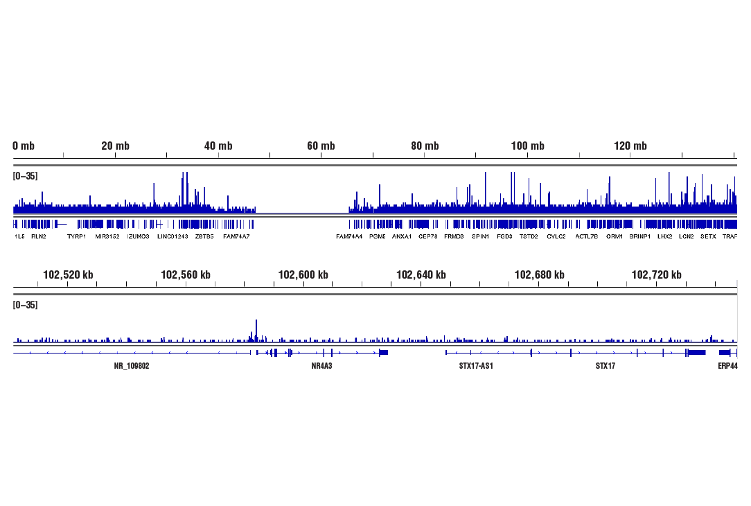 CUT & RUN Image 2: Phospho-CREB (Ser133) (87G3) Rabbit Monoclonal Antibody