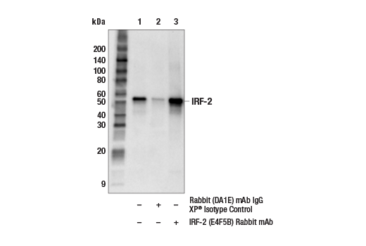 Immunoprecipitation Image 1: IRF-2 (E4F5B) Rabbit Monoclonal Antibody