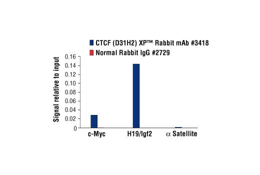 Chromatin Immunoprecipitation Image 3: CTCF (D31H2) XP<sup>®</sup> Rabbit mAb