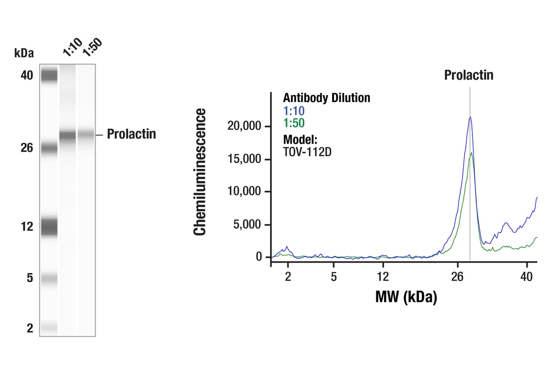 Western Blotting Image 1: Prolactin (F1H6N) Rabbit Monoclonal Antibody