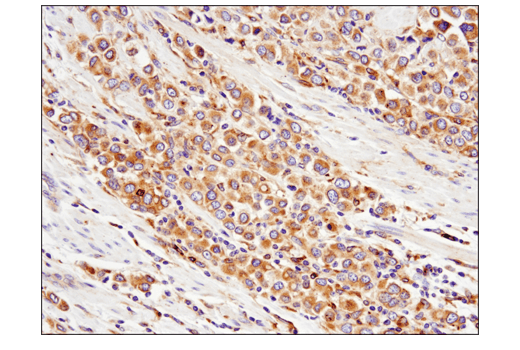 Immunohistochemistry Image 1: Rab7 (E9O7E) Mouse Monoclonal Antibody